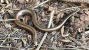 Slow-worm-sized.jpg