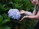 19.8.06.02 huge Hydrangea.JPG