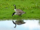 Geese1_300mm.JPG