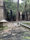 geese inside Barcelona Cathedral .jpg