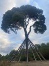 Sant Cugat - pine tree.jpg