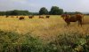 1028-cows before Camino Grande  (Castrotane-Chantada, 26.07.14).jpg