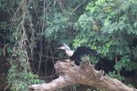 Anhinga3.JPG