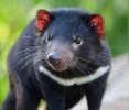 Tassie Devil 1.jpg