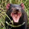 Tassie Devil 2.jpg