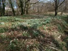 last snowdrops.webp