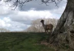 alpaca2.webp