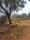 Vineyard, near Nájera.jpg