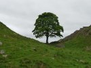 201 Sycamore Tree on Hadrian's Wall.JPG