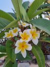 frangipani.jpg