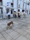 Santiago dog and horses.JPG