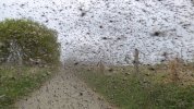 Midges2.jpg