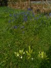 bluebells-primroses.jpg