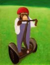 chimp on segway.jpg