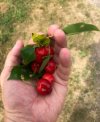 cherries1.jpg