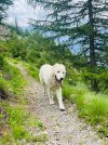 Dogs on the Camino.JPEG