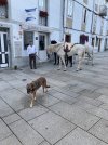 Santiago dog and horses.JPEG