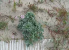 sea-holly.webp