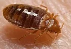 250px-Bed_bug,_Cimex_lectularius.webp