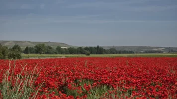 Poppies near Hornillos.webp