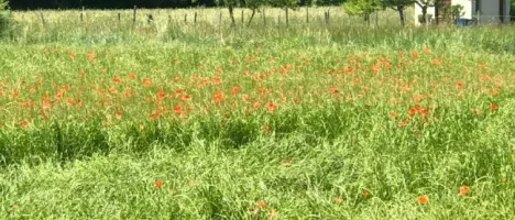 Poppies.webp