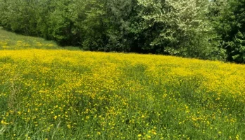 Buttercups.webp