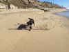 buddydog_on_beach.jpg