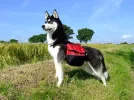 dog-backpack.webp