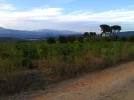 93 Stunning Vista in Vinyard above Pierros.webp