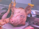 Santiago Market - Pig Head.webp