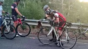 koala drinking.webp