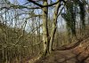 Cotswold Way - Cleeve Hill 4.jpg