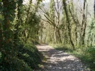 005-05 The Way between Motz and Mathy passes through beautiful woodland.webp