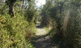 008-03 Lovely woodland path gives much needed shade on a very hot day.webp