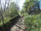 016-05 A beautiful leafy lane heads towards Bessey.webp