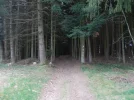 020-01 Entering a dark forest after Montfaucon en Velay.webp