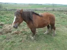 028-31 A friendly mountain horse on the Aubrac Plateau.webp