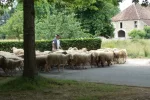 065-13 Farmer with his sheep in Meritain.webp