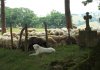 067-21 Shepherds dog on the way to Harambels.JPG