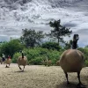 Reifel Canada Geese.webp