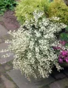 white spanish broom.webp