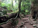 Arbutus Trail.webp