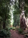 Valley of the Giants Trail.webp