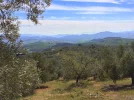 Camino Mozarabe_olive groves in Malaga hills.webp