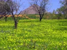 Camino Mozarabe_ clover fields.webp