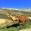 Camino Mozarabe_ Goats on the journey.JPG