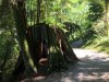 Hollow Cedar Stump.jpg