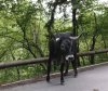 cow with horns.jpg