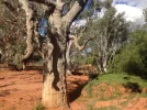 Dry creek bed, Silverton.webp