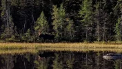 moose.webp